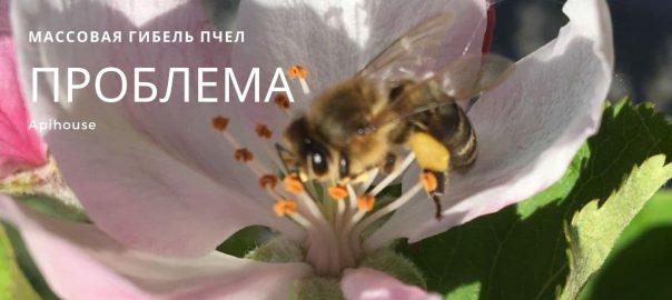 Почему массово гибнут пчелы и как каждый из нас может им помочь?