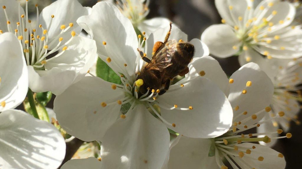 Проблема Вымирания пчел