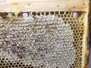 Сотовый Мёд - ApiHouse 🍯 ️😋 Мед в Сотах Прямо из Улья