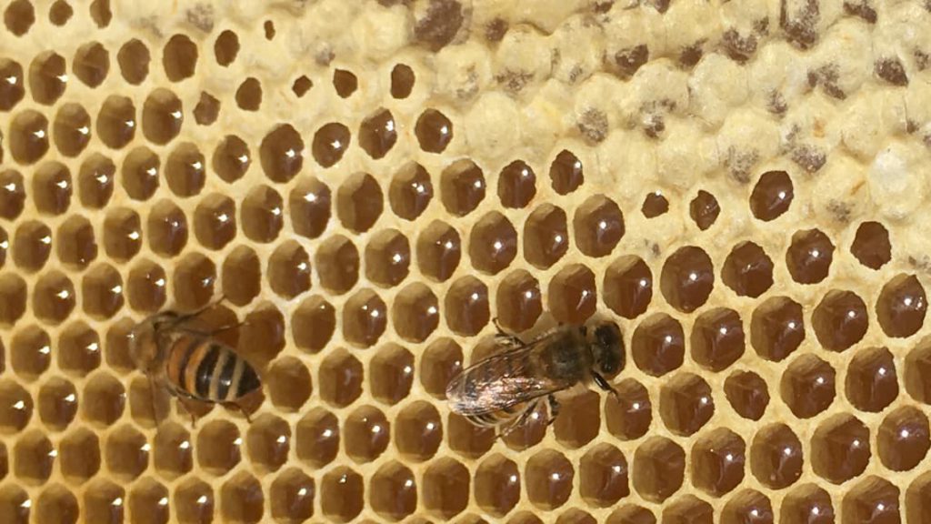 Сотовый мёд польза