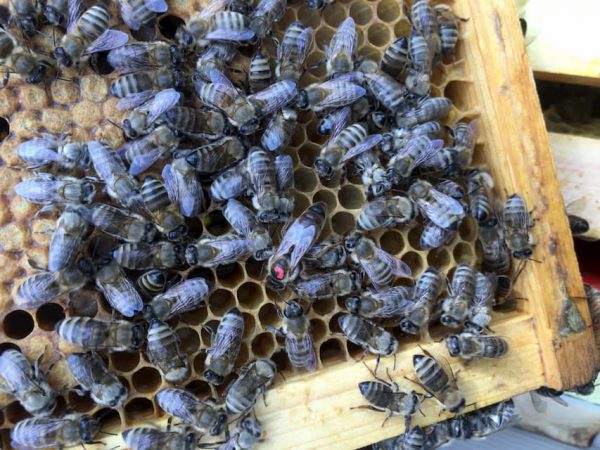 Купить отводки пчел в Харьковской области Чугуев