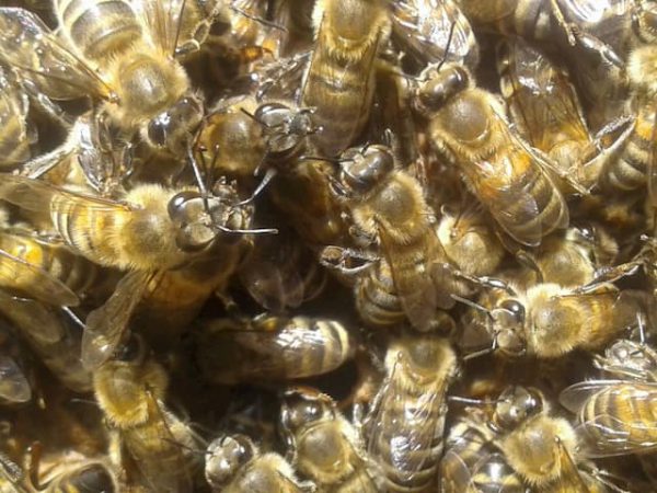 Купить пчел Харьков