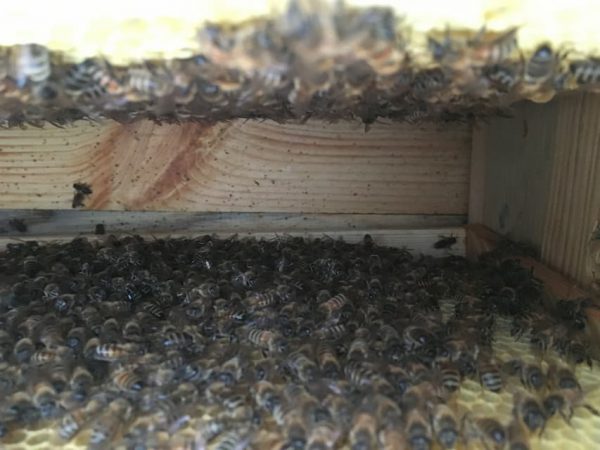 Купить пчелопакеты карника в Украине