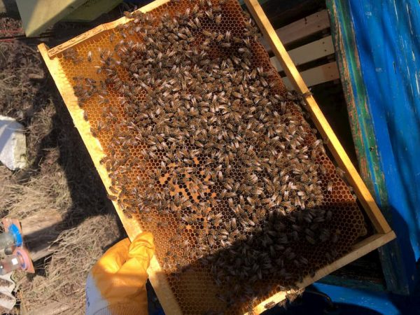 Купить пчелопакеты в Харьковской области