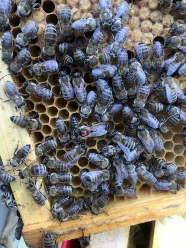 Купить пчелосемьи в Украине