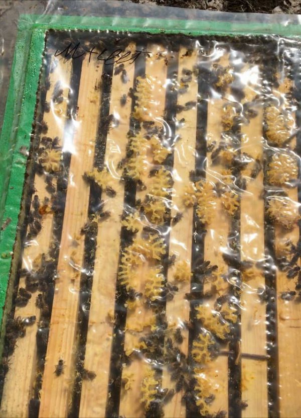 Пчелосемьи: Продам пчел в Харьковской области