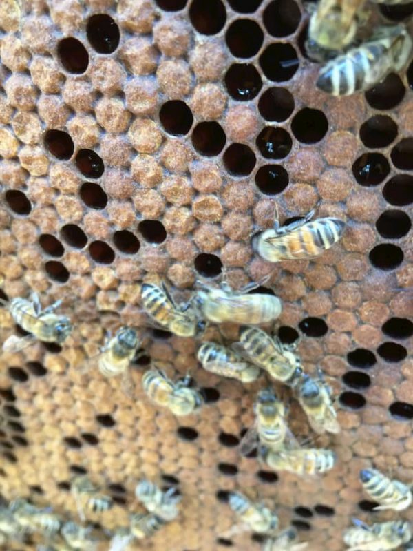 Пчелосемьи в Украине
